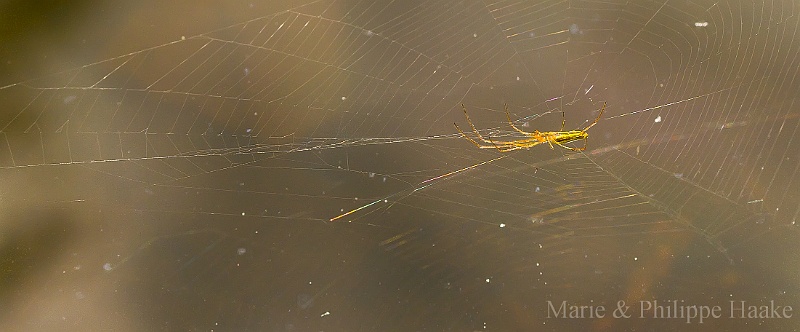 Tetragnatha extensa 2040.jpg - Tetragnatha extensa, toile au-dessus de la surface de notre étang (Ermitage, Genève, Suisse)